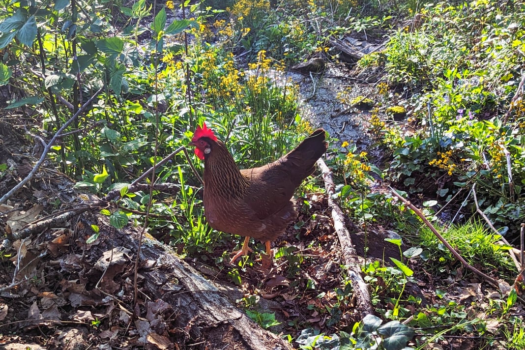 Farm Fresh Eggs | Free-Range, Local Eggs | Buy Fresh Farm Eggs Online