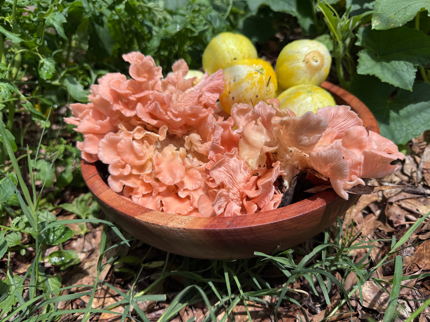 Pink Oyster MycoGarden Fruiting Kit - (Pleurotus ostreatus)