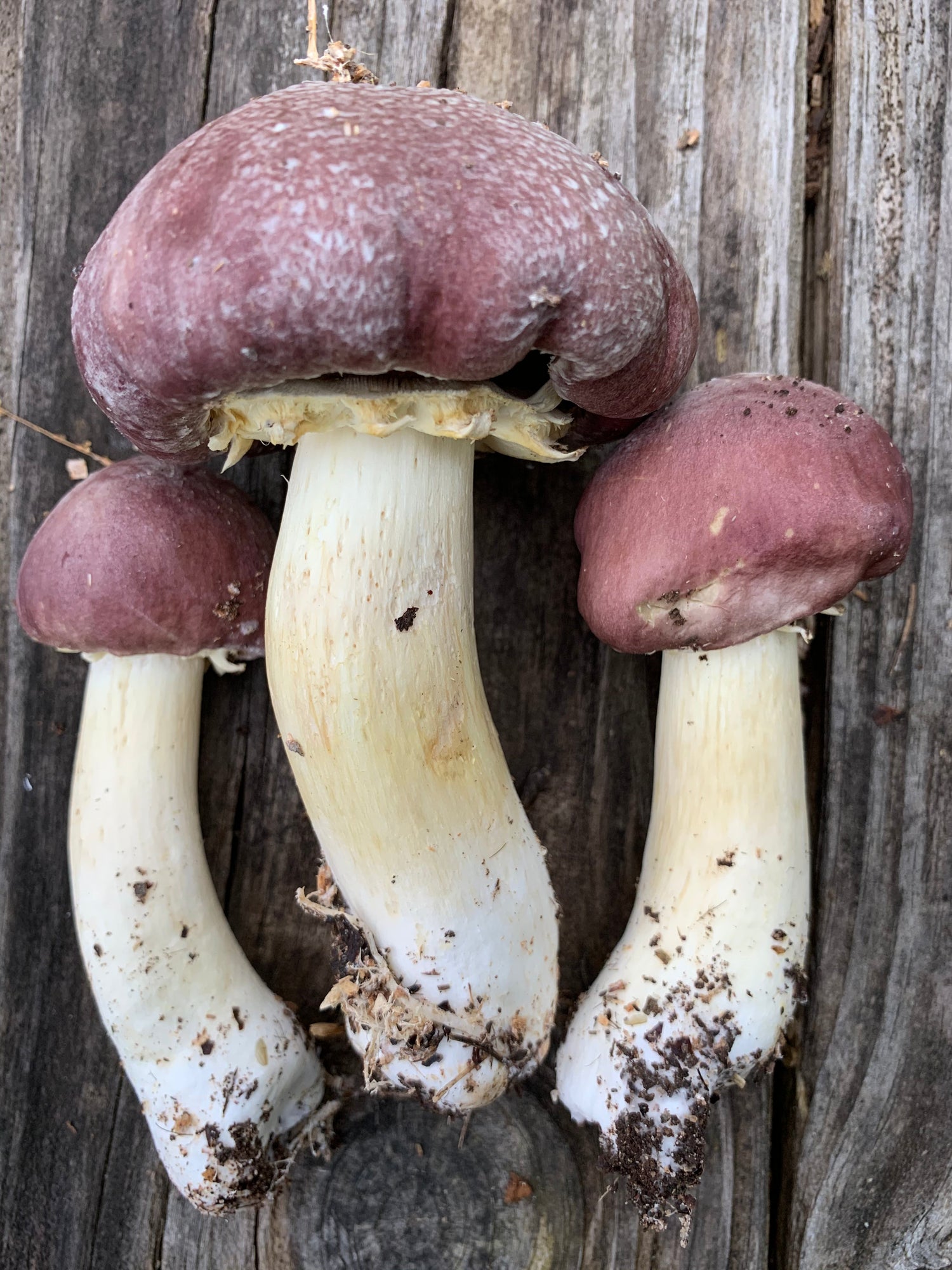 Mushroom Mountain