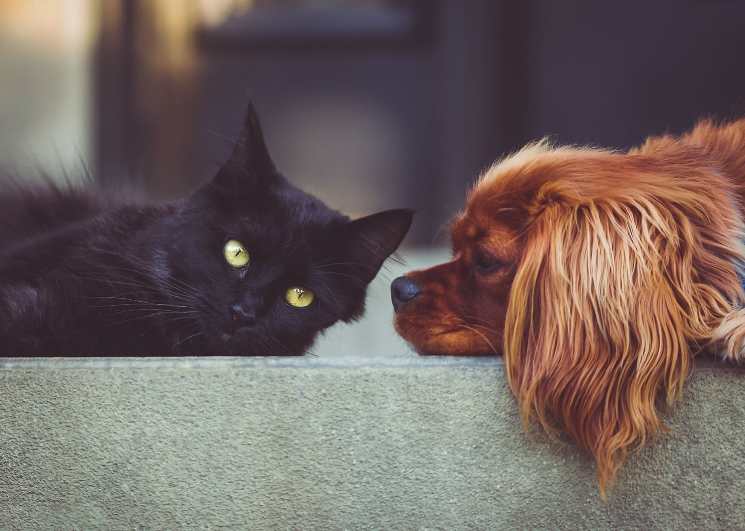 Family & Pets