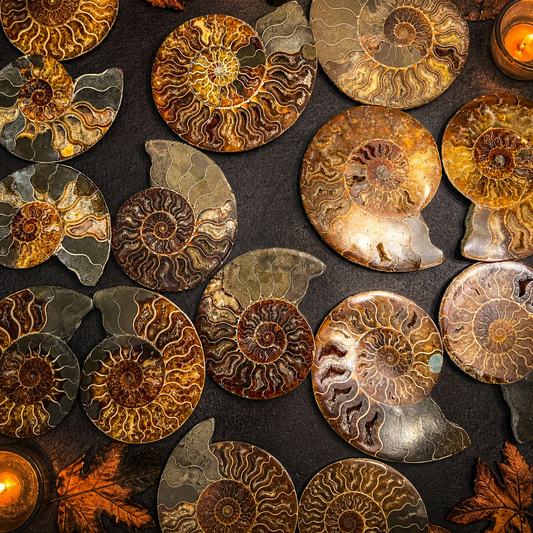 Polished Ammonite Pairs, Ethically Sourced Ammonite Halves 500-1500 grams
