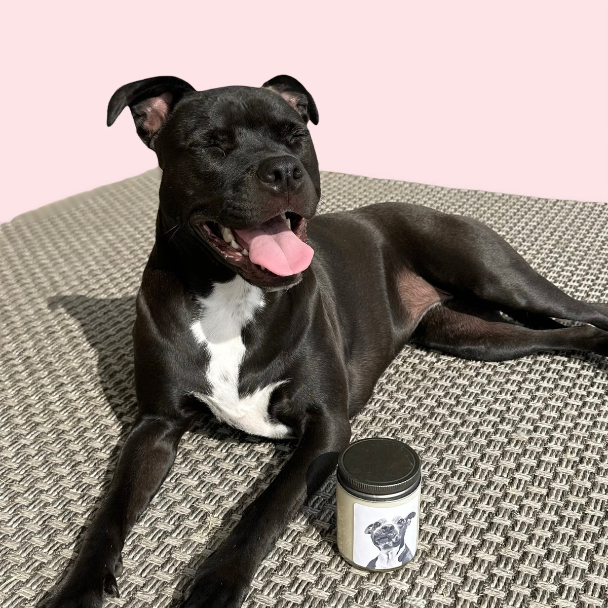Sheba Candle ~ Hope Animal Rescue