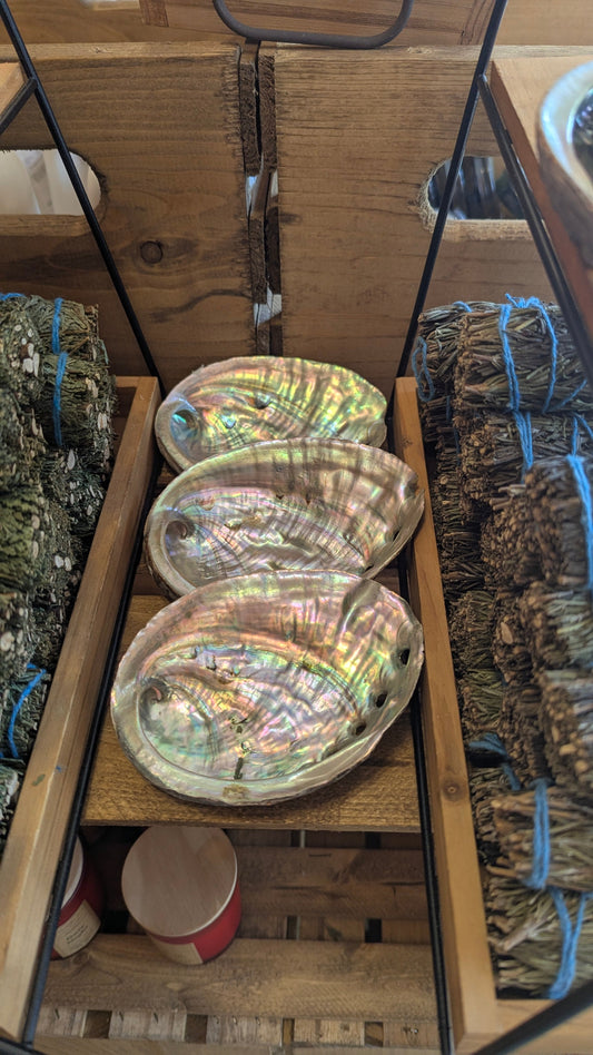 Abalone Shell