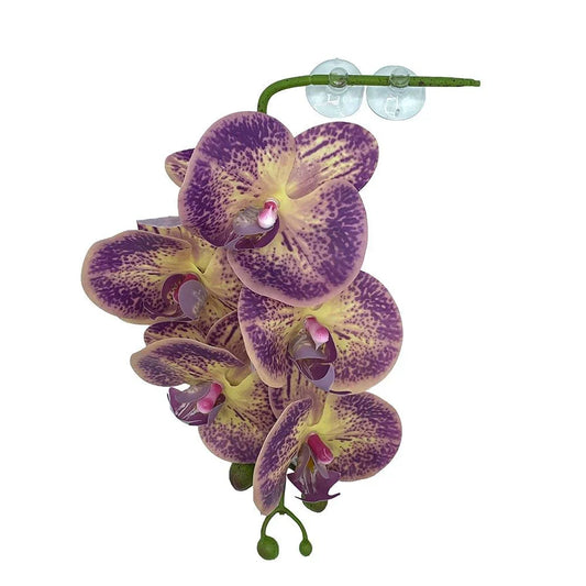 Pangea Hanging Orchids - Purple & Yellow