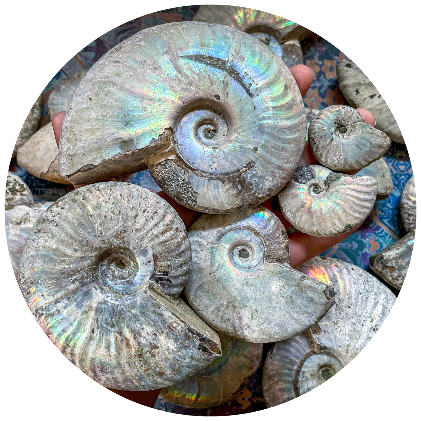 Rainbow Ammonite Fossil, Iridescent Ammonite, Ammolite from Madagascar, You Choose Size